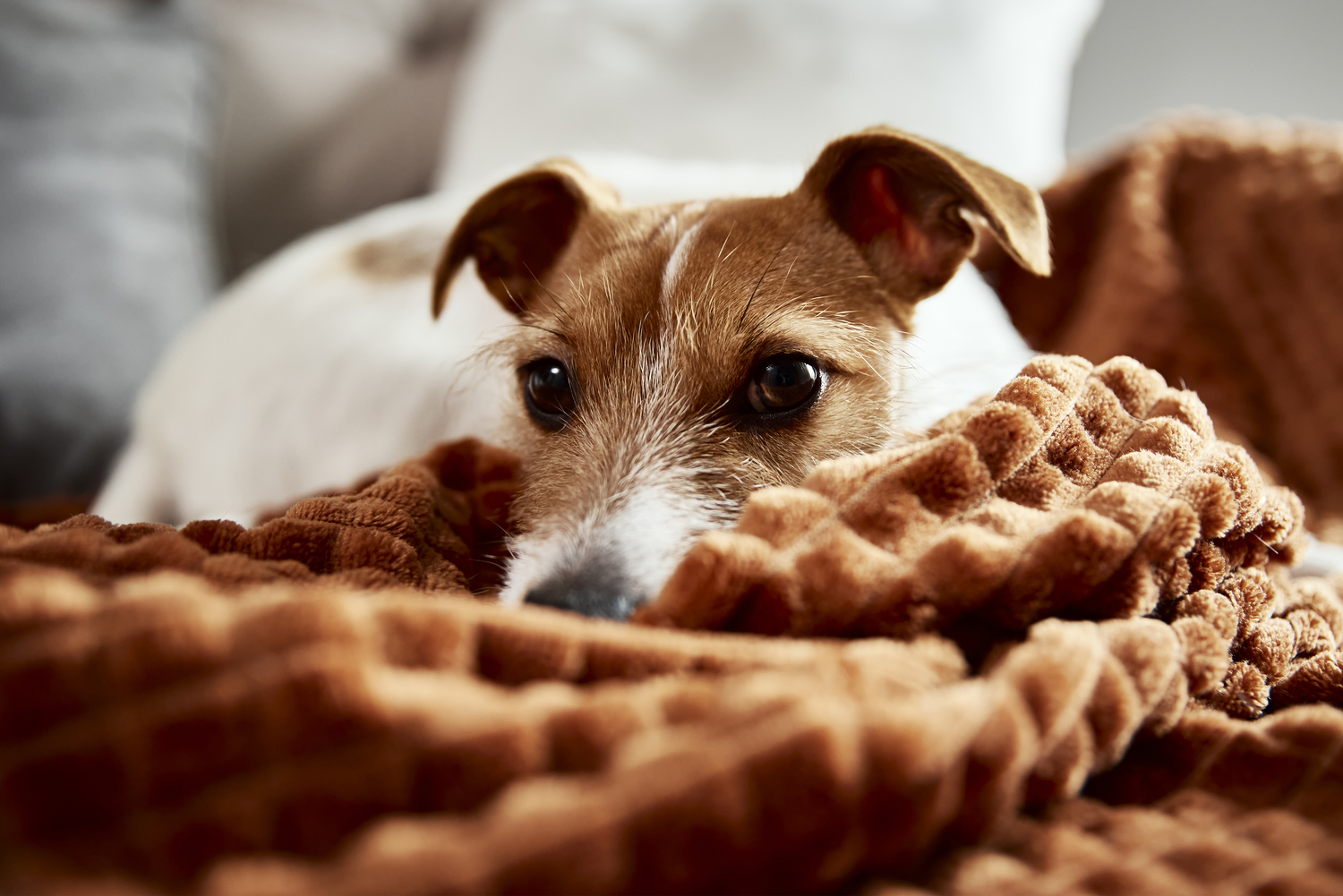 Tired dog sleep on couch. Lazy pet relaxed at home