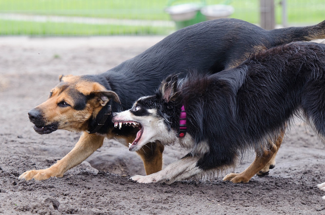 border collie, hybrid, playing dogs-672764.jpg