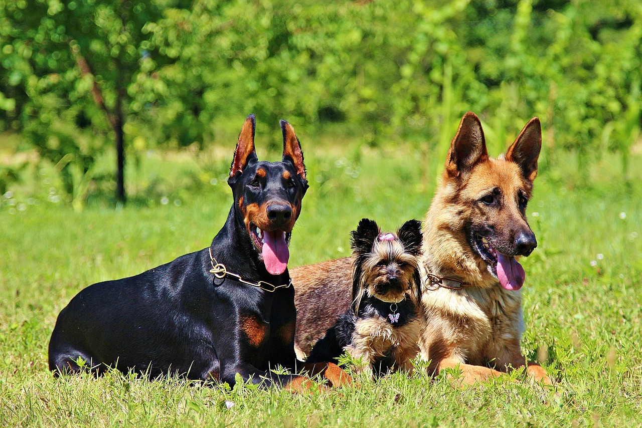 german shepherd, grass, dogs-1045288.jpg