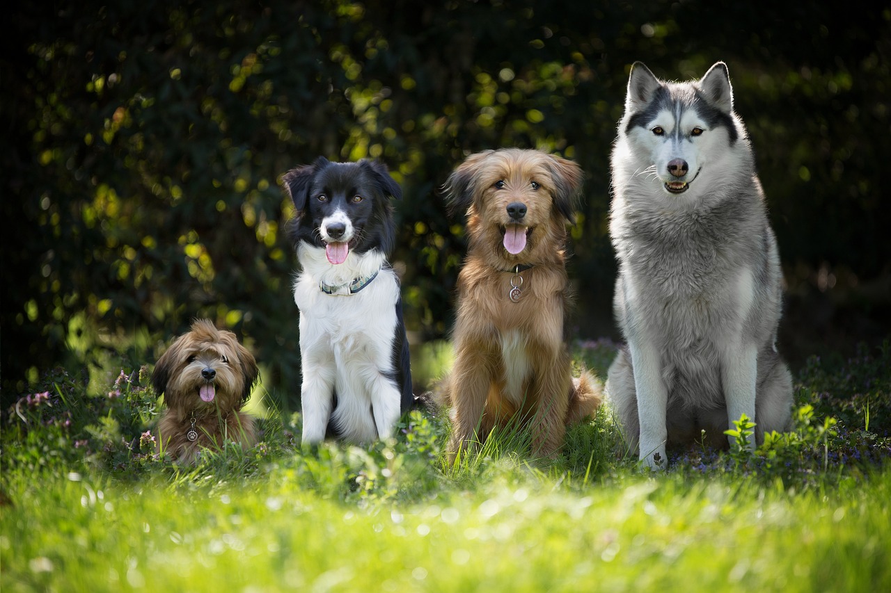 dogs, puppy, bordercollie, domestic animal, maltese, animal portrait, husky, animal, pet, wäller, dog