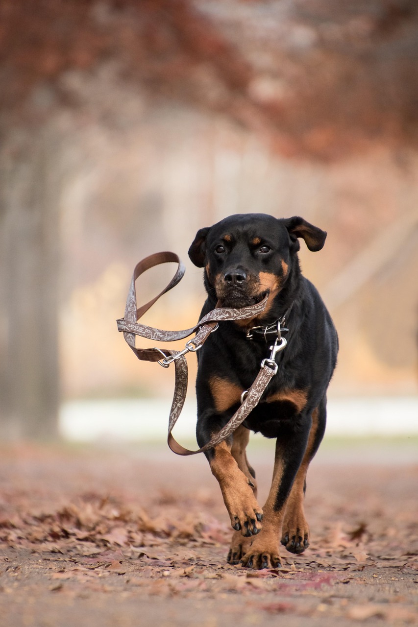rottweiler, dog, running, mammal, animal, autumn, leaves, nature, brown, play, leash, run, running dog, playful, playful dog, pet, canine, portrait, dog portrait