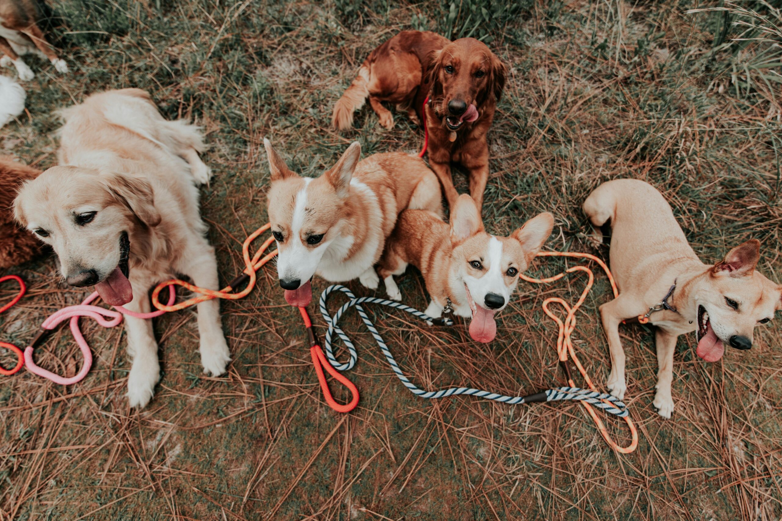 Adorable group of dogs with leashes sitting on grassy field, enjoying outdoors.
